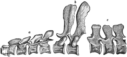 Fig. 376.