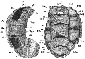 Fig. 393.