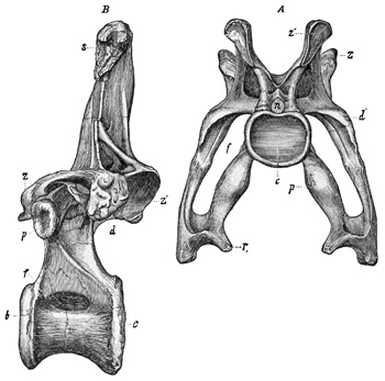 Fig. 431.