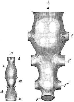 Fig. 443.