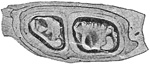 Fig. 496.