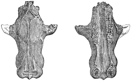 Fig. 498.