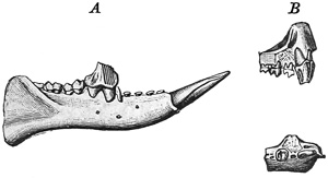 Fig. 509.