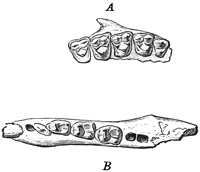 Fig. 534.