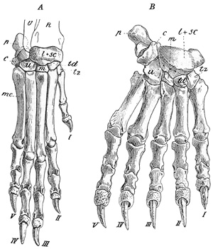 Fig. 551.