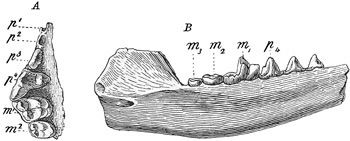 Fig. 555.