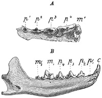 Fig. 558.