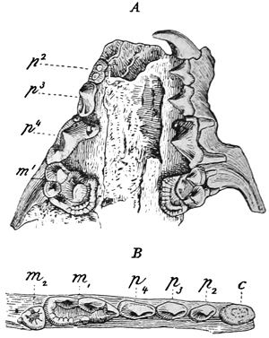 Fig. 562.