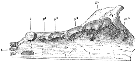 Fig. 565.