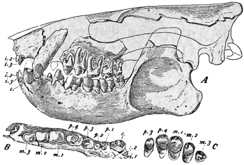 Fig. 575.