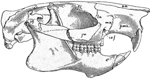 Fig. 591.