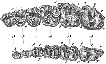 Fig. 617.