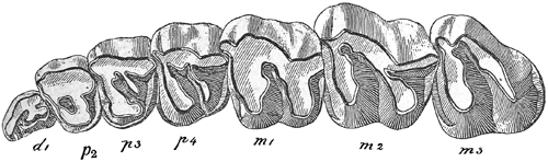 Fig. 627.