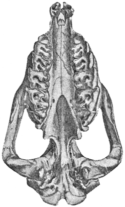 Fig. 629.