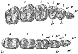 Fig. 635.