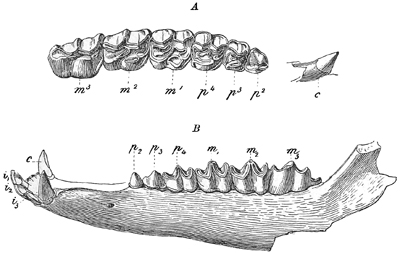 Fig. 637.