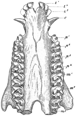 Fig. 639.