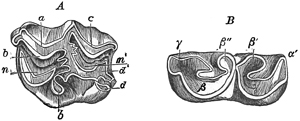 Fig. 644.