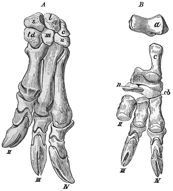 Fig. 650.