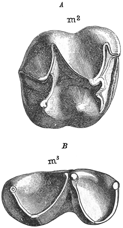 Fig. 651.