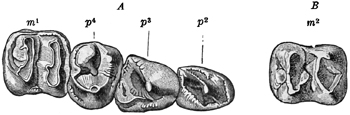 Fig. 658.