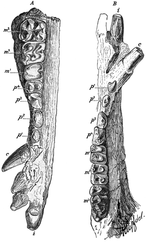 Fig. 661.