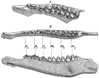 Fig. 681.