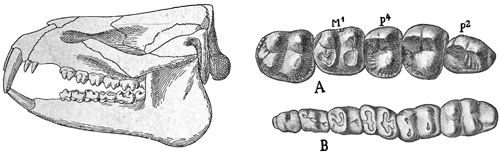 Fig. 728.