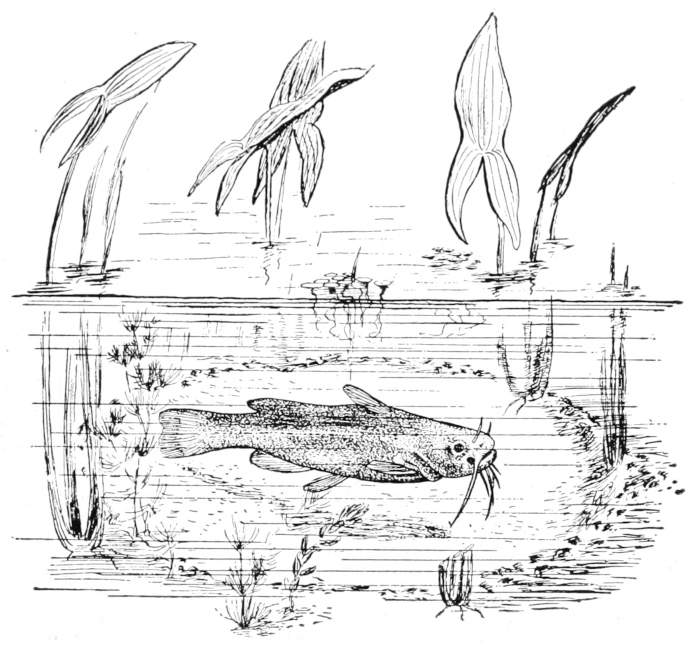 Bullhead guarding nest