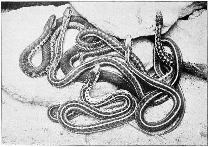 Garter snakes