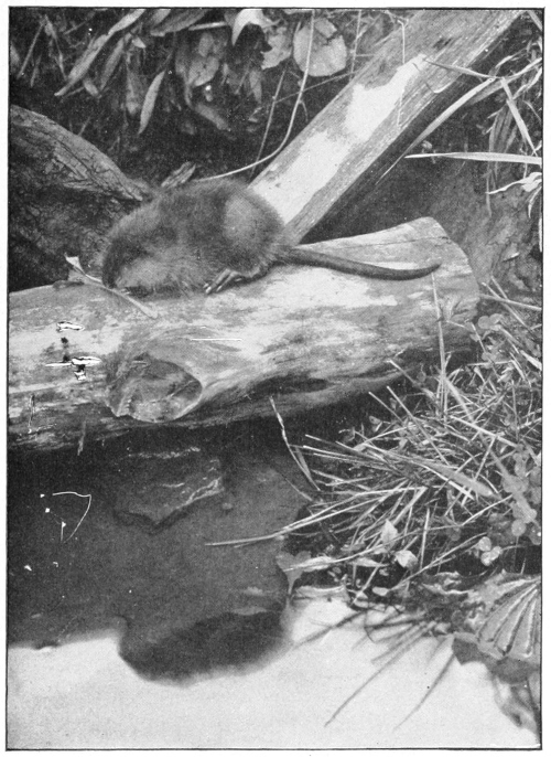 Muskrat