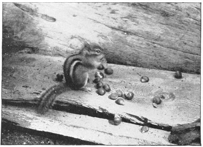 Eastern chipmunk