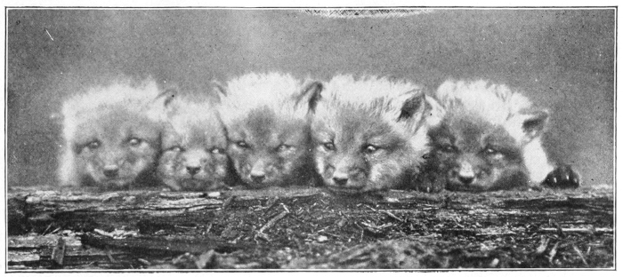 fox cubs