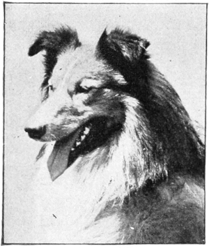 Collie