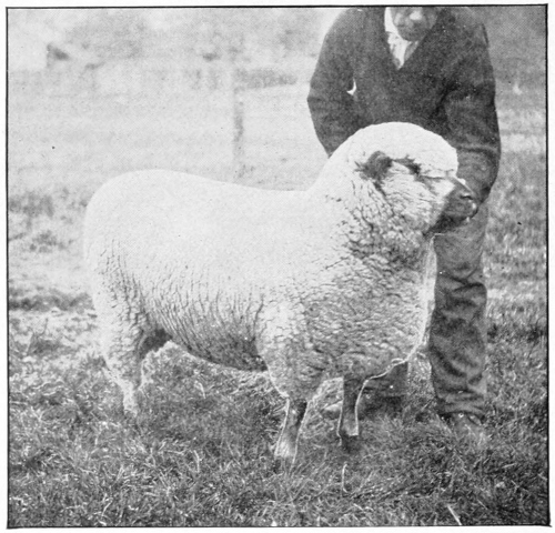 Shropshire ram