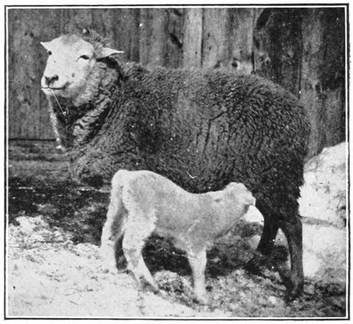 sheep and lamb