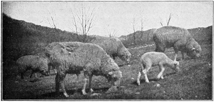 Sheep grazing