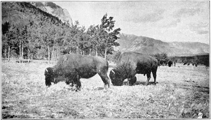 bison grazing