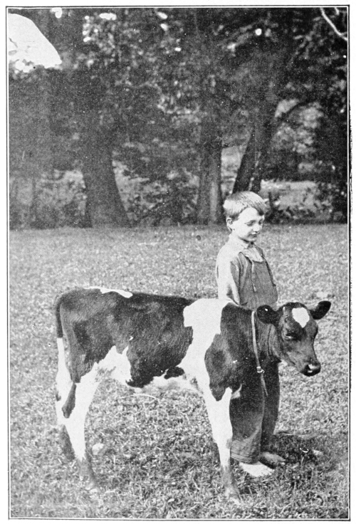 pet Holstein
