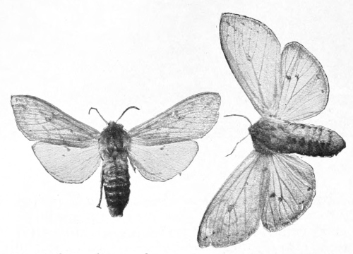 Isabella moths