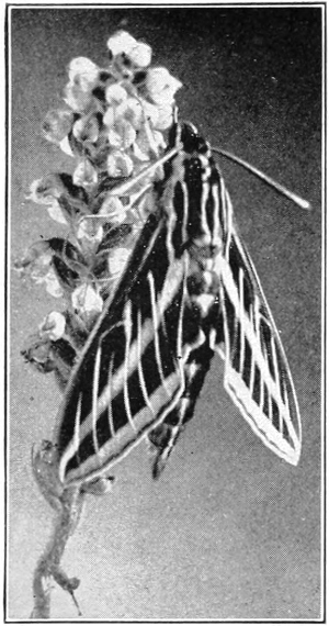 White-lined sphinx