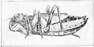 Nymph from side