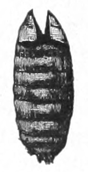 Empty pupa