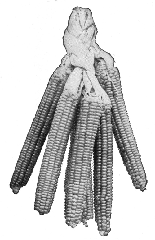 Corn ears