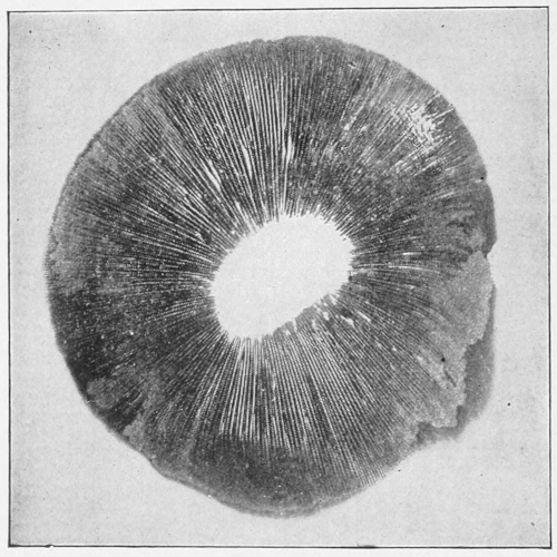 Spore print