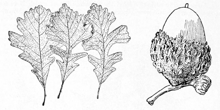 Bur oak leaves