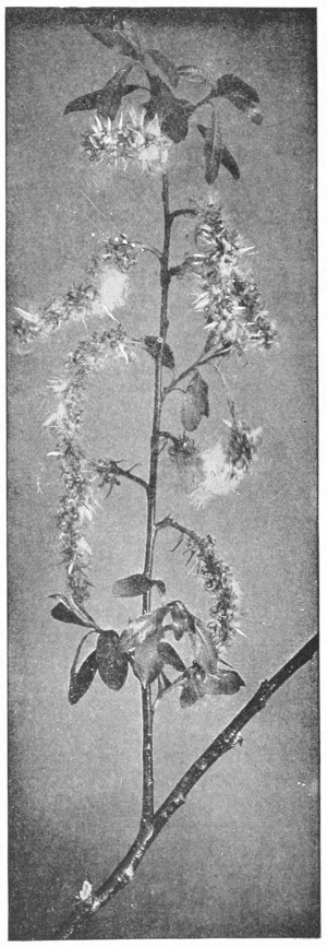 Willow seeds