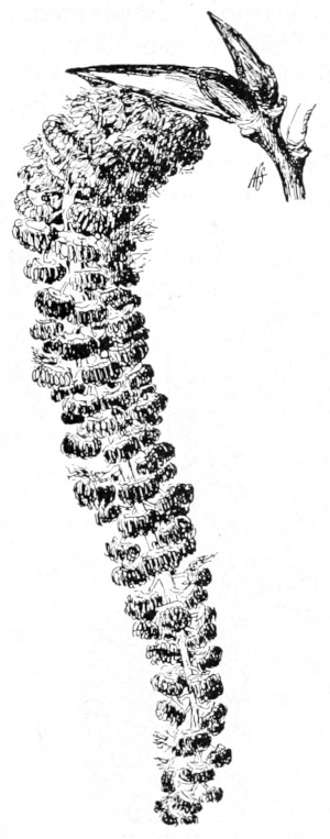 Cottonwood staminate