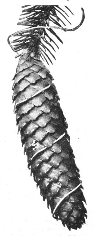 Norway spruce cone