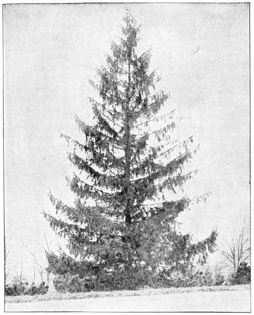 Norway spruce